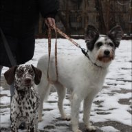 2dogs