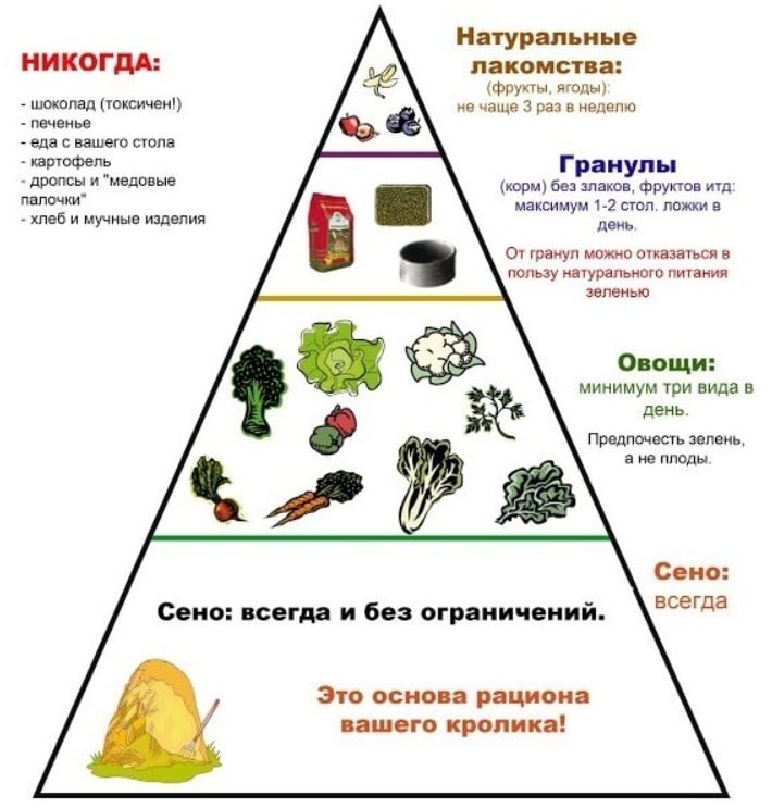 Кормление гусей в домашних условиях для начинающих: нормы питания, видео